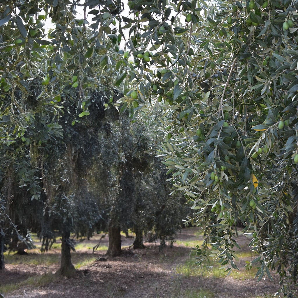 Griechische Olivenbäume